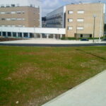 sede